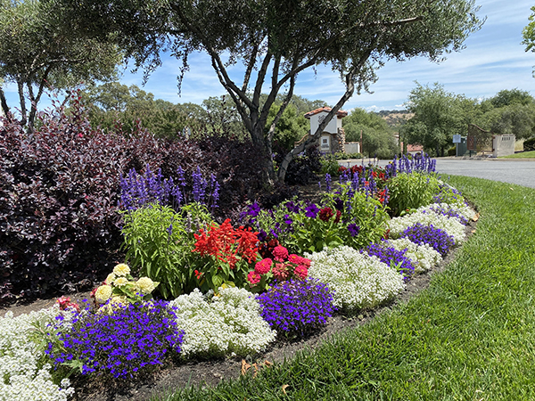 annual color flowering bed