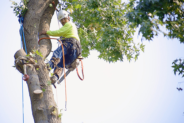 man up in tree during removal