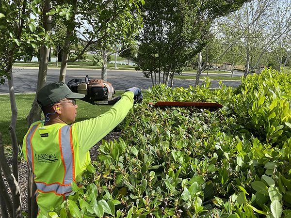 weekly maintenance - trimming hedges