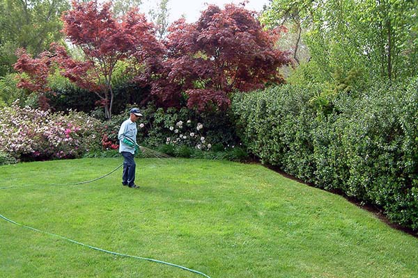Man applying treatment to green lawn